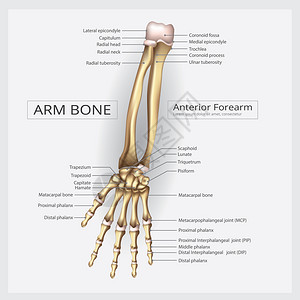 手腕关节和手动骨矢量插图插画