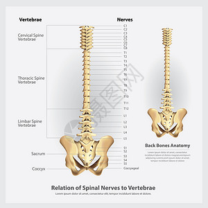 海绵状的脊椎活神经和膜片段及根矢量说明插画