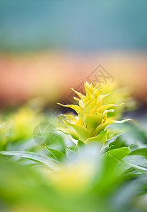 艾菲米亚在温室的美丽花园菜中黄布罗梅利德花朵装饰植物背景