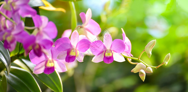 紫亚兰春夏花园中美丽的兰粉和紫背景