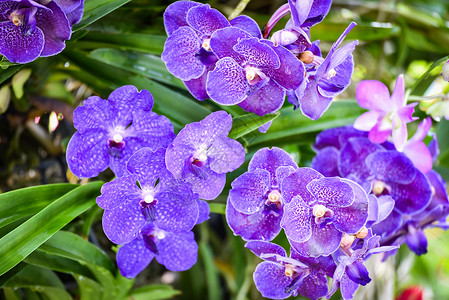 春夏花园的热带植物美丽的兰花紫图片