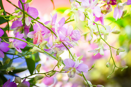 紫甘兰春夏花园中美丽的兰粉和紫背景
