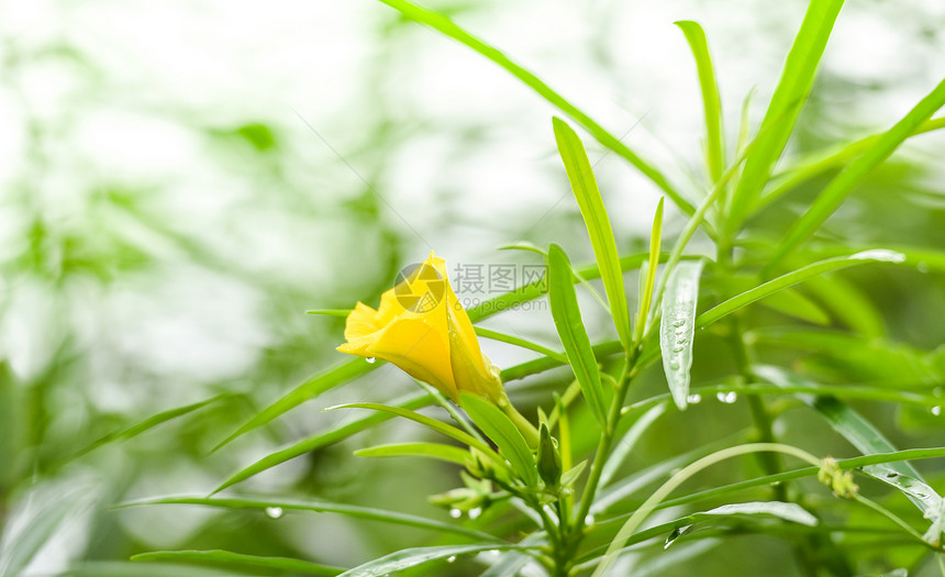 绿色花园上的黄朵西维亚图片