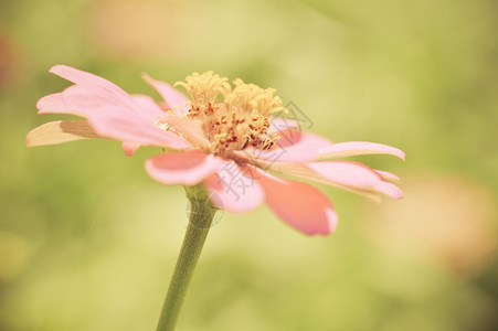 近的花朵粉色辛尼亚以自然本底古花的颜色开图片