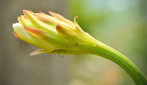 仙人掌花在夏季园仙人掌树和绿色模糊背景中开花高清图片