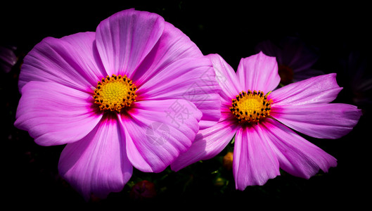 深底的紫色粉花朵高清图片