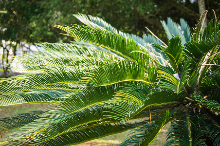 花园公科比亚树中的绿细胞植物高清图片
