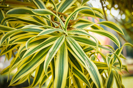 歌蒂科Dracaena反射aLamaLam印度树的歌Asparagaceae植物背景