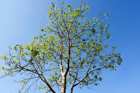 夏季蓝色天空背景的树枝图片