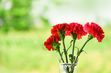 清香红色康乃馨红色和粉康乃馨花在玻璃罐中开自然绿色背景背景