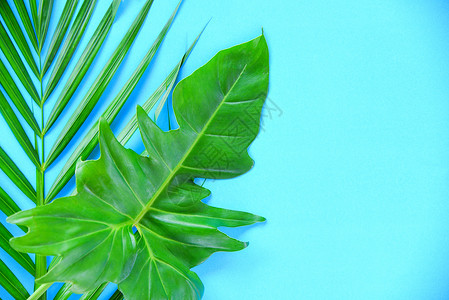 绿叶热带植物雨林棕榈叶和蓝底花椰背景图片