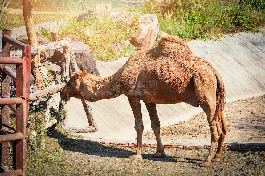 站着的棕色骆驼在农场吃草图片