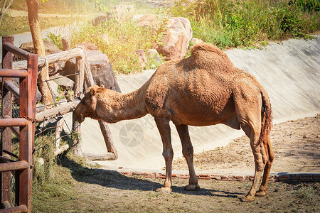 站着的棕色骆驼在农场吃草高清图片