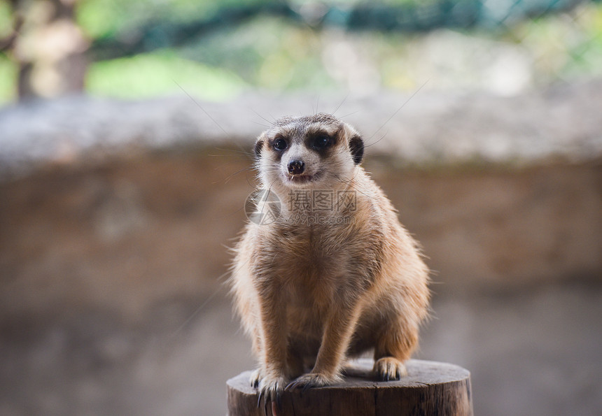 Meerkat螺旋状壁木的肖像图片