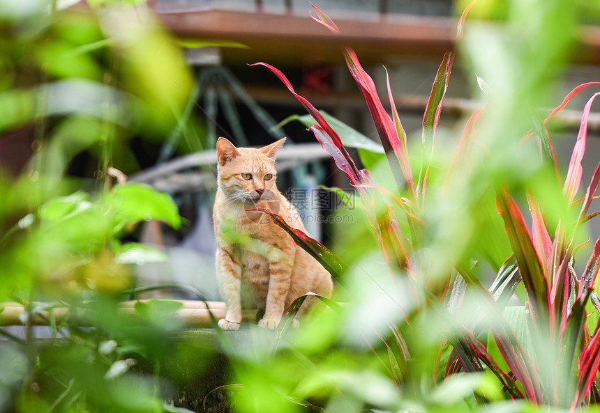 坐在花园后院亚洲小猫图片