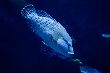 鱼拿破仑在海底洋生物中游泳背景图片