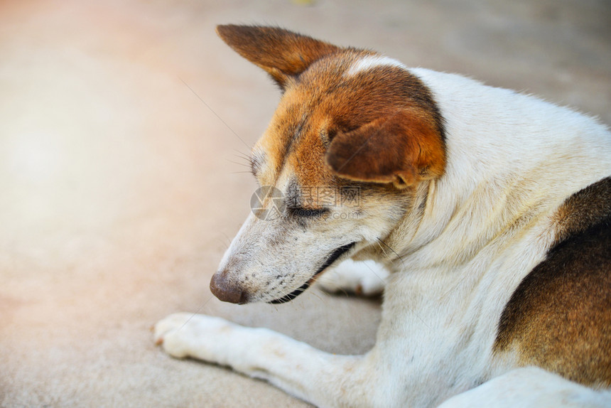 孤狗无家可归躺在地上树动物是悲伤的狗图片