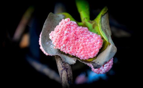 粉红鸡蛋苹果球组在Rive淡水壳上的植物图片