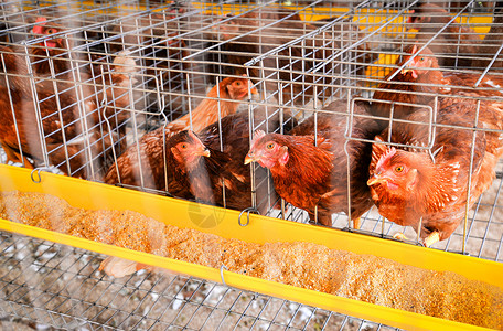 养鸡工厂背景图片
