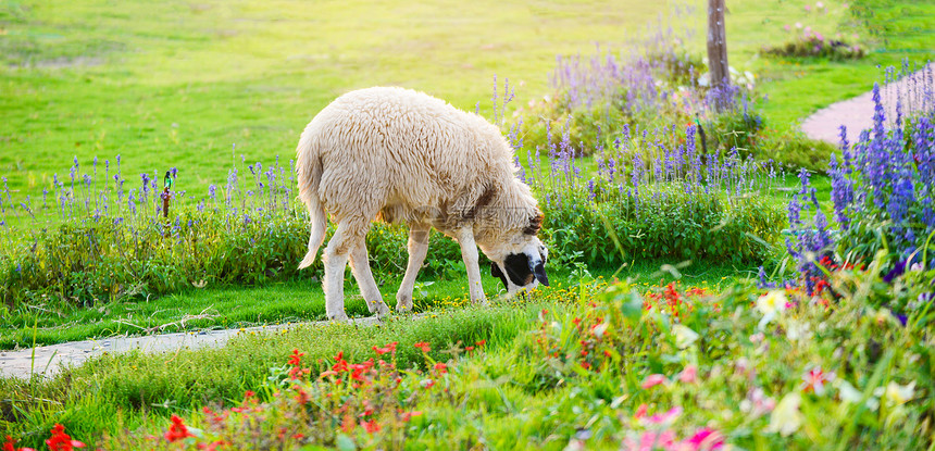 牧羊场绿地上的草夏季日牧羊场有美丽的流动花园和农业图片