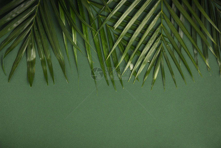 绿色背景的热带棕榈树叶夏季概念平面顶视图复制空间图片