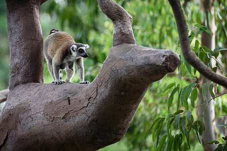 野生马达加斯猫在Safari动物园的树上图片