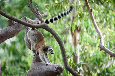 野生马达加斯猫在Safari动物园的树上图片