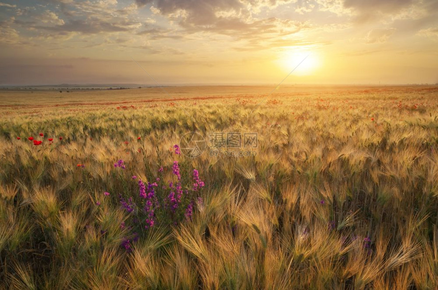 日落时小麦草地自然成分图片