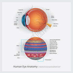 黄斑变性人类眼解剖矢量说明插画