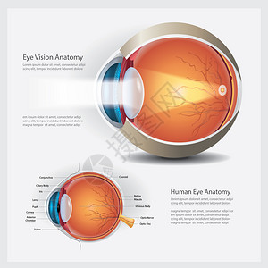 人类眼解剖矢量说明背景图片