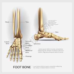 脚骨解剖矢量说明高清图片