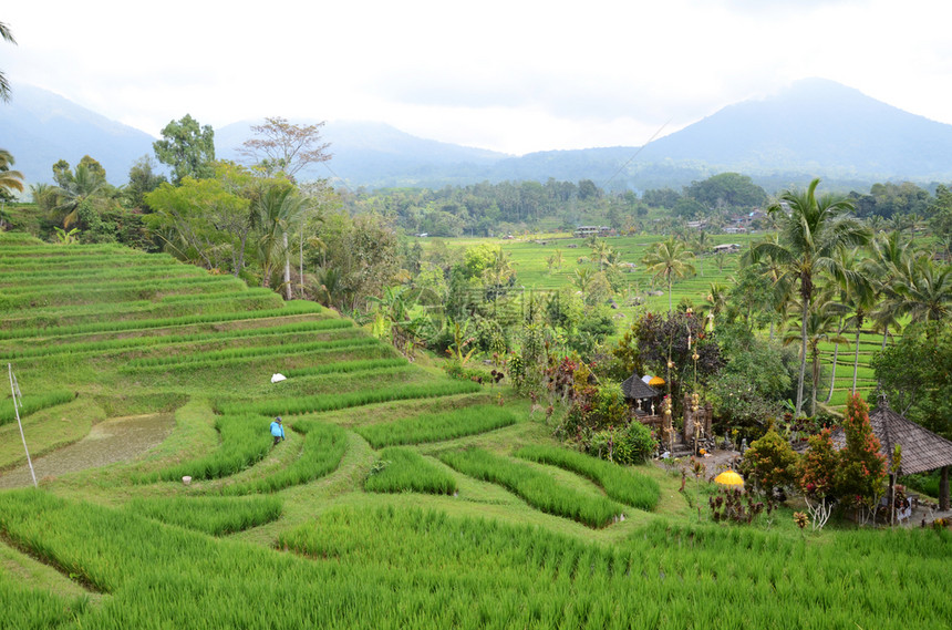 印度尼西亚巴厘的Jatiluwih水稻梯田和种植园图片