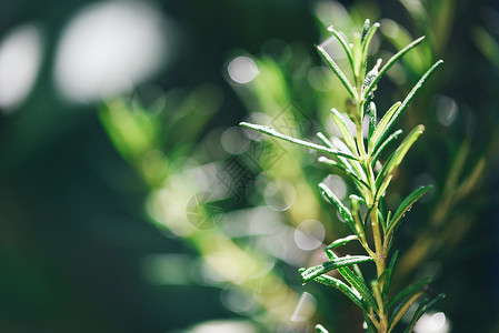 在花园种植有机迷迭香物以提取基本油新鲜迷迭香草绿色本底有选择的重点背景图片