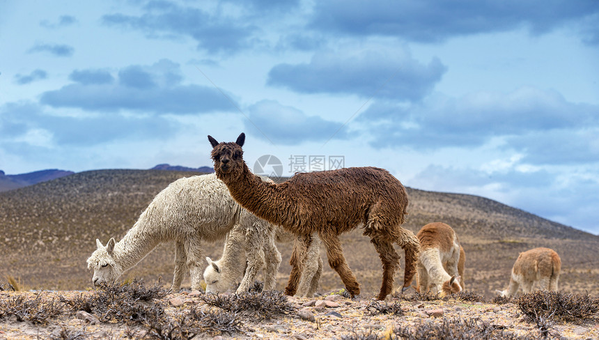 秘鲁安第斯山图片