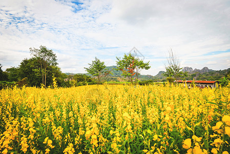 黄色阳光花或克罗塔拉里雅多伦塞亚植物图片