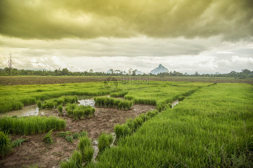 种植稻米风景绿物在雨季暴风云背景下增长图片