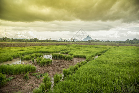 云污垢种植稻米风景绿物在雨季暴风云背景下增长背景