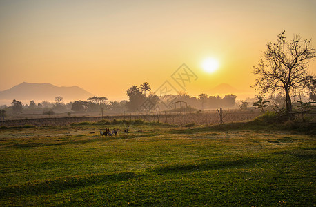 农村风景田和草地日出美丽的早晨农用树木和养鸡场背景图片
