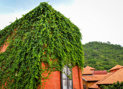 长叶植物盖在屋顶古老风格的绿色植物种长有常春藤叶的绿色植物背景