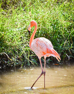 野生物保护区水池上的粉白大火烈鸟图片