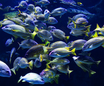 水族馆摄影海洋生物水下LutjanusKasmira背景