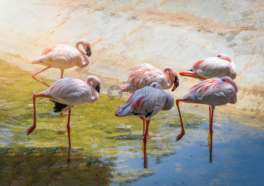 野生物保护区水池上的粉红白色鸟群图片