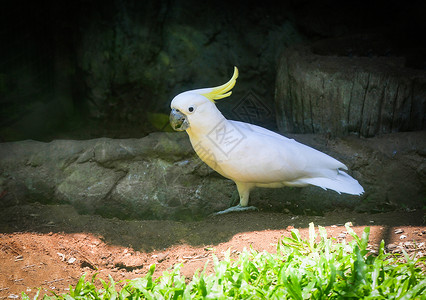 黄冠鸟在地面上行走卡图阿加莱丽塔沙胡尔CactuagaleritaSulphur图片