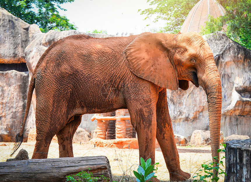 亚洲大象泰国皮肤上泥土的大象生活在野动物保护区的农场上图片