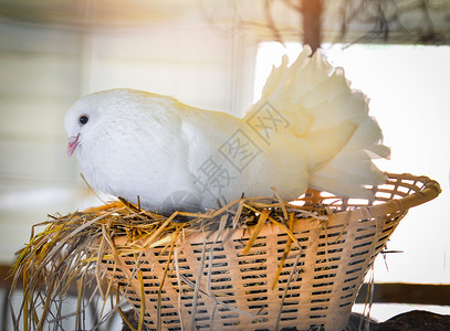 鸟巢中美丽的白鸽雌鸟在养殖场中孵卵背景图片
