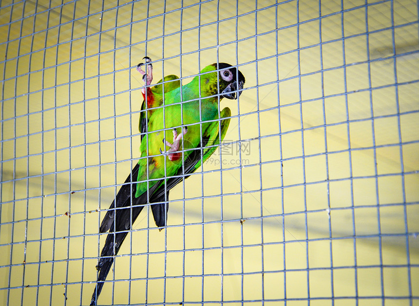 笼子里的青鹦鹉小普通宠物鸟图片