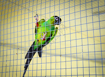 笼子里的青鹦鹉小普通宠物鸟图片