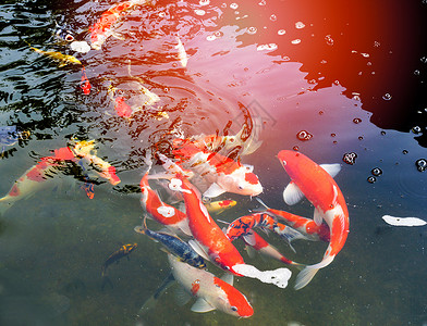 在池塘花园游泳的红鱼和白鲤享受食物漂浮的饲料图片