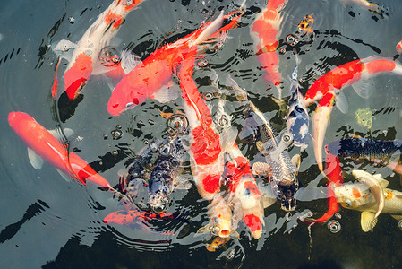 在池塘花园游泳的红鱼和白鲤享受食物漂浮的饲料背景图片