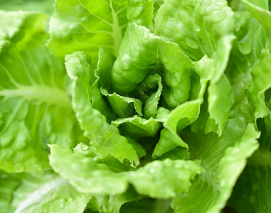 种植花园水栽培农场植物的蔬菜沙拉背景图片